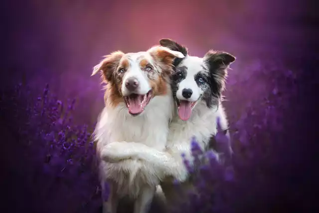 Zdjęcia autorstwa Alicji Zmysłowskiej, fotografki specjalizującej się w zdjęciach psów. Zobacz kolejne piękne zdjęcia. Przesuwaj zdjęcia w prawo - naciśnij strzałkę lub przycisk NASTĘPNE.