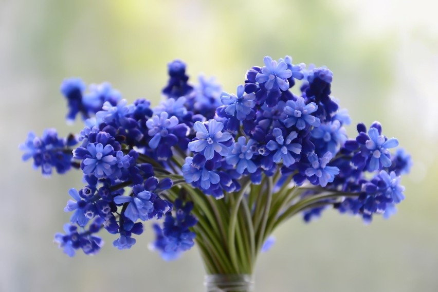 Niebieski kolor kwiatów jest bardzo niespotykany. Oznaczają...