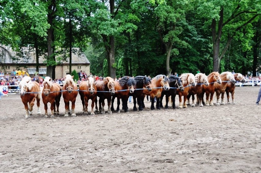 Ukoronowanie czempionatu i wystawy: ogiery spięte w długą...