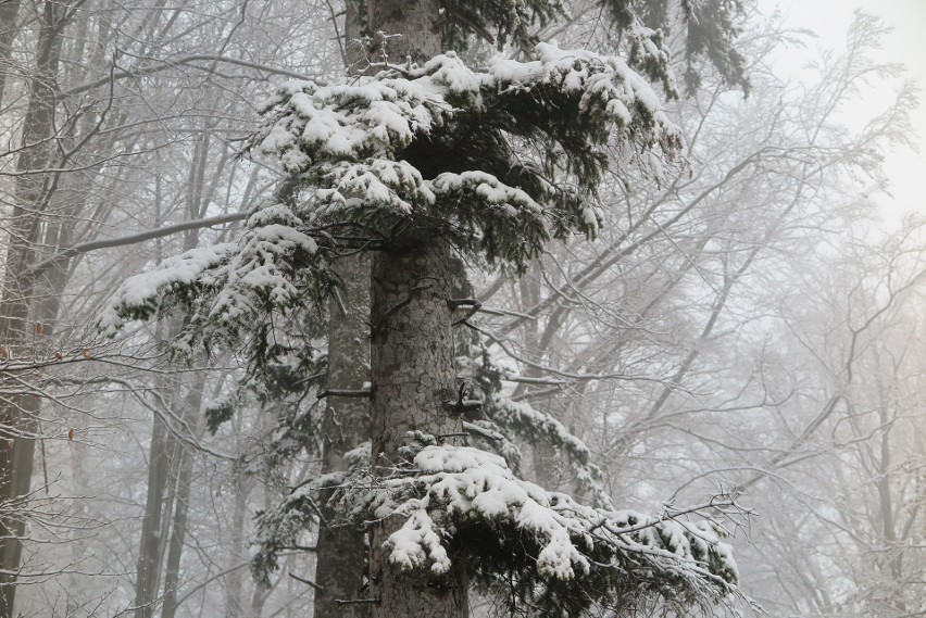 W Górach Opawskich Spadł pierwszy śnieg w tym sezonie. W...