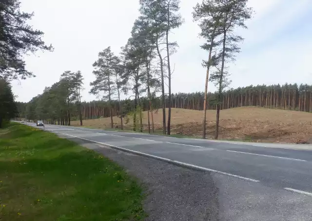 Droga krajowa nr 10 na wysokości Bydgoszczy. Równolegle do niej zbudowana zostanie „ekspresówka” – pas lasu już wycięto.