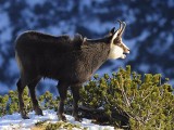 Tatry. Szlaki zamknięte na zimę. W ten sposób park chroni zwierzęta przed ludźmi 