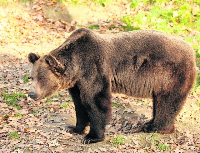 Niedźwiedź na Szyndzielni? Turyści i mieszkańcy zaniepokojeni