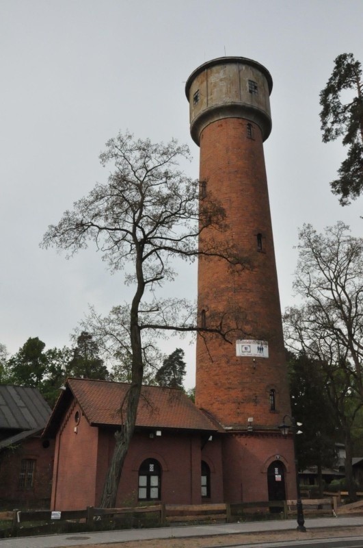 Zubr polączyl Spale i Bialowieze