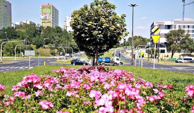 Zielony Budżet to szansa na nasadzenia i aranżację zieleni w naszym najbliższym otoczeniu