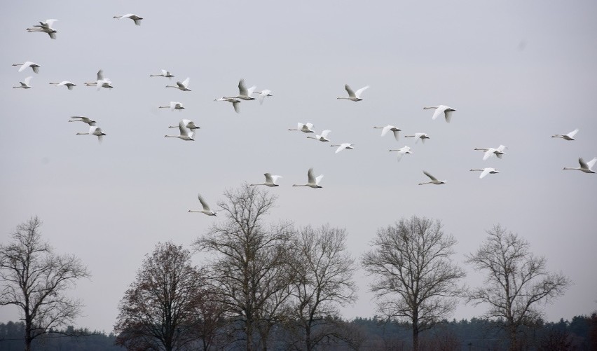 Łabędzie uchwycone na polach w okolicach Starego i Nowego...