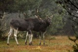 Zachwycający Kampinoski Park Narodowy. Tutaj bije zielone serce Polski