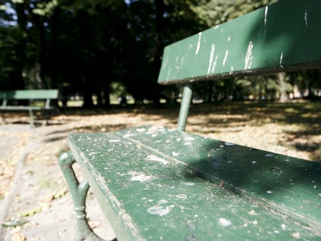 Tak wyglądają ławki w ogrodzie im. Solidarności w Rzeszowie.