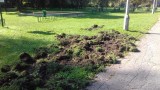 Kraków. Dziki niszczą park im. Maćka i Doroty na Klinach Borkowskich