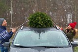 Choinka. Jak przewieźć świąteczne drzewko autem? 