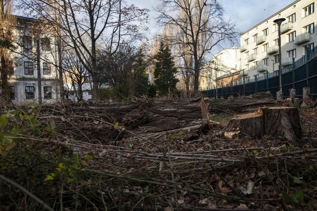 W rejonie Dolnych Młynów wycięto szpaler ogromnych topoli