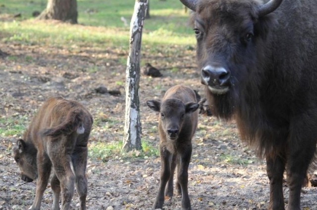 Białowieża ma problem ze sprzedażą oraz ewentualnym przesiedlaniem żubrów w inne obszary Polski.