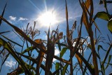 Miliard na walkę z suszą w Polsce. Naukowcy z IUNG w Puławach współpracują z ministerstwem rolnictwa