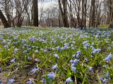 Bytom: Park Miejski im. F.Kachla tonie w błękicie. Cebulice tworzą prawdziwe dywany! Trzeba tylko dobrze poszukać