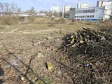 Toruń. Wycinka drzew przy "Uniwersamie". Czy to zapowiedź zmian w zaniedbanym centrum miasta?
