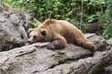 Piwnicza. Tropy niedźwiedzicy i młodego zauważyła turystka schodząc ze szlaku z Radziejowej. Czy misie przywędrowały z Pienin? [ZDJĘCIA]