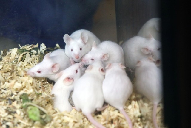 Naukowcy chcąc ostatecznie pokonać zapalenie płuc postanowili badać je na myszach. Użyto mikrorobotów imitujących glony