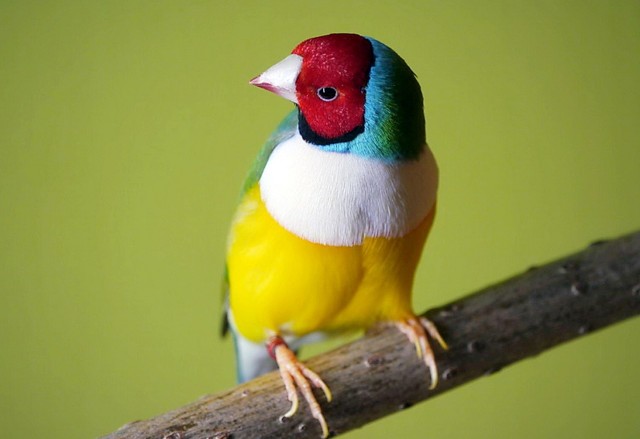 Amadyna wspaniała - takie ptasie piękności będzie można podziwiać w Solcu w weekend