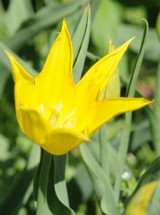 Tulipanowe kobierce w Ogrodzie Botanicznym [zdjęcia]