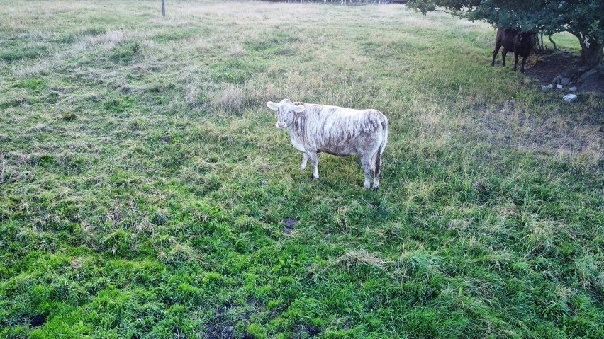 Krowa w paski w okolicach Szczecinka