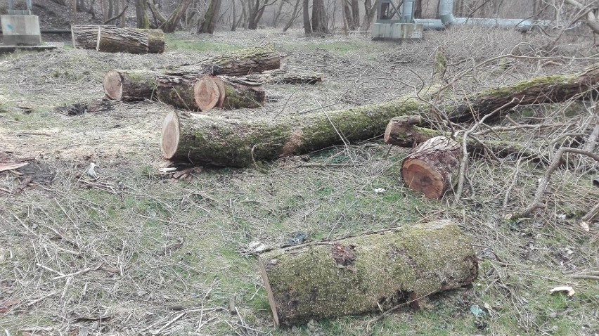 W Koszalinie także piły i siekiery poszły w ruch. Po...