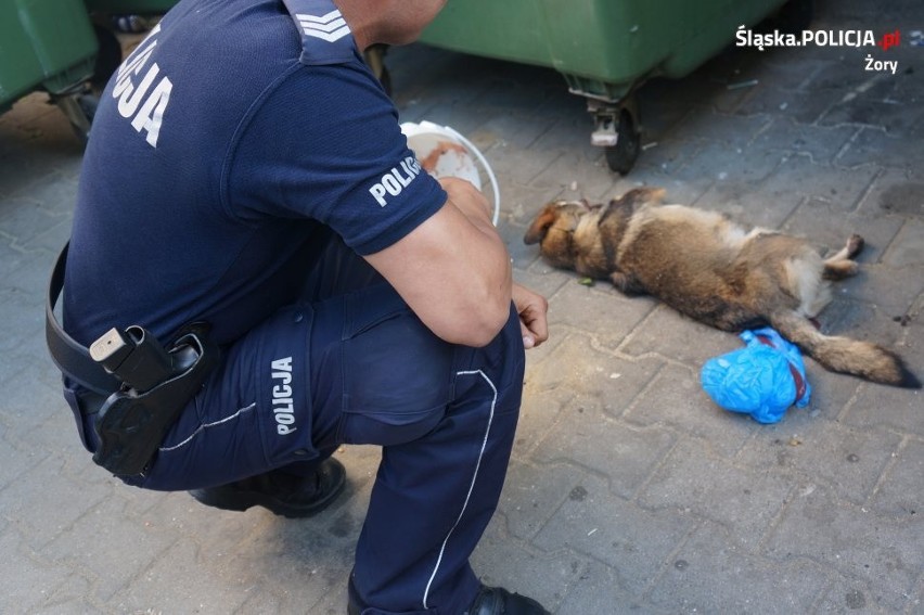 Żory: Policjanci mają kilka tropów w sprawie bestialsko zabitego psa. Telefony się urywają