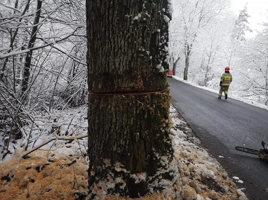 Ktoś podcina drzewa przy drogach! Tym razem w powiecie kościerskim. Strażacy: "Co wy macie w głowach?!"