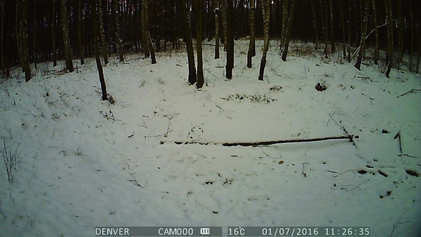 Wilki z podgorzowskich lasów mają się dobrze i nawet zima im...