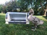 Inkubator dla zwierząt ratuje życie. Pomógł samiczce jenota, interesują się nim ptaki