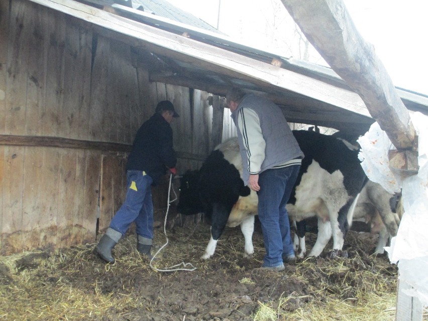 Chodel: Przetrzymywał krowy w tragicznych warunkach. Interweniowali obrońcy praw zwierząt