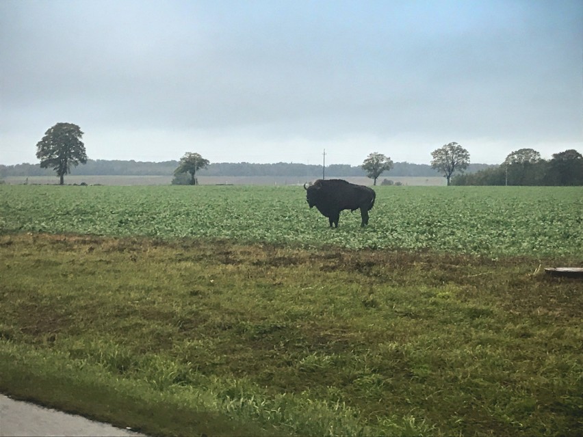 Żubra na polach między Strzelinem a Włynkówkiem. Zdjęcia od...