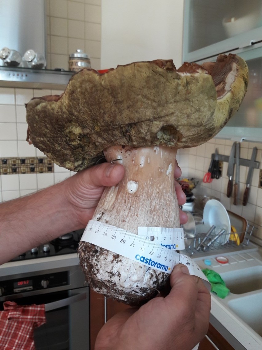 Prawdziwek-gigant waży 1,5 kilograma! Znalazł go grzybiarz w lesie koło Poręby. Co za znalezisko