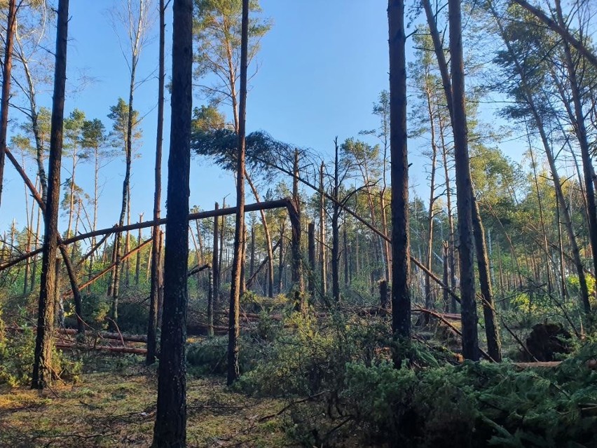 Las po nawałnicy 4.10.2020