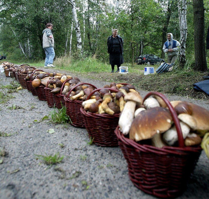 Grzyby 2020. Grzybiarze ruszyli do lasów. Gdzie są grzyby? Gdzie na grzyby? 15.09.20