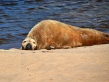 Zmęczona i wychudzona foka szara odpoczywa na plaży w Ustce