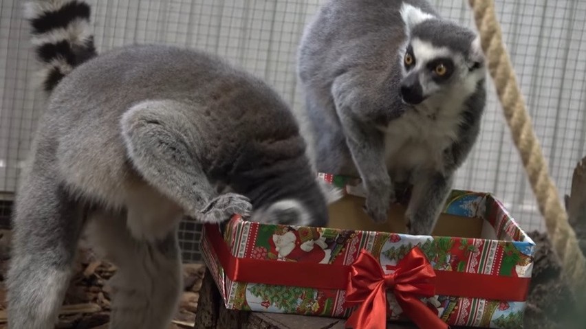 Wszyscy mieszkańcy zoo w Poznaniu mogą liczyć na świąteczne...