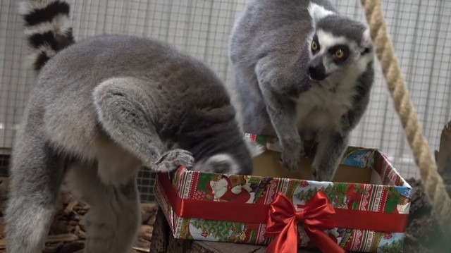 Wszyscy mieszkańcy zoo w Poznaniu mogą liczyć na świąteczne podarunki jedzeniowe. Zobacz więcej zdjęć --->