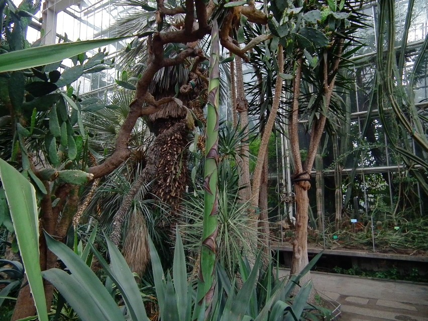 W palmiarni można zobaczyć roślinność rożnych stref...