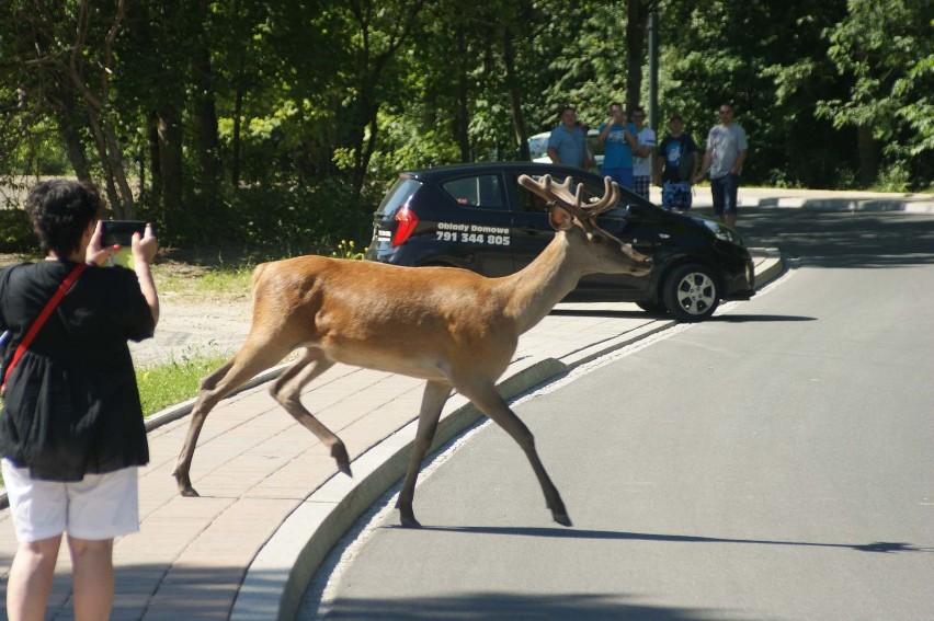 Zakopane. Jeleń w środku miasta! Szukał ochłody przed upałem? [WIDEO, ZDJĘCIA]