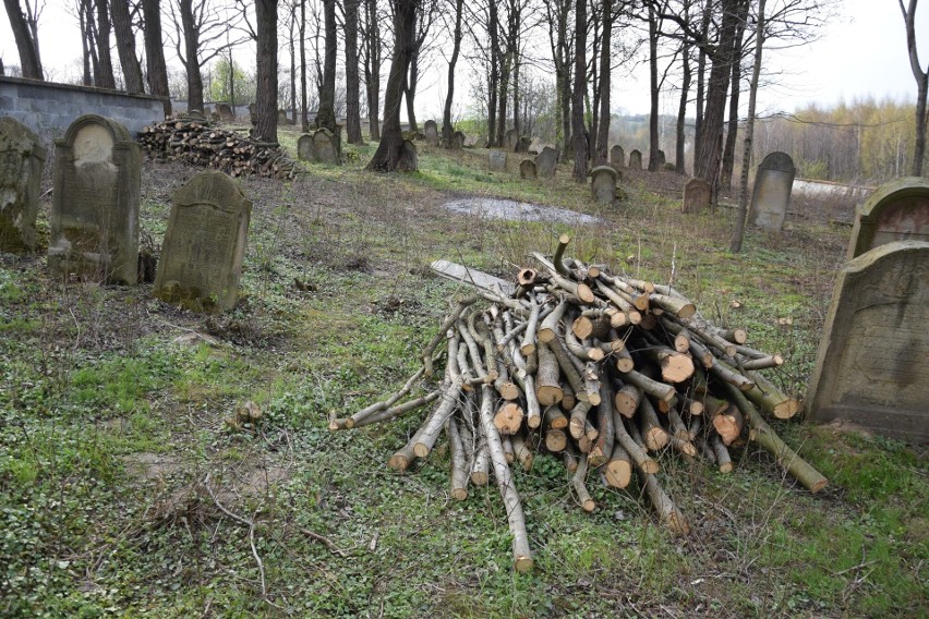 Cmentarz żydowski w Siedleczce nie był porządkowany przez...