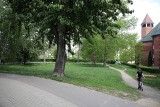 Kraków. Urzędnicy chcą chronić zieleń na Młynówce Królewskiej, więc postawią tam... betonowe palisady