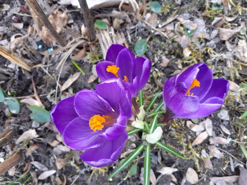 Wiosna w ogrodach naszych Czytelników. Te kwiaty to prawdziwe zwiastuny wiosny!