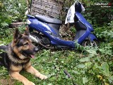 Policyjny pies z Częstochowy znów wytropił skradziony pojazd. Skuter był ukryty na terenie pustostanu
