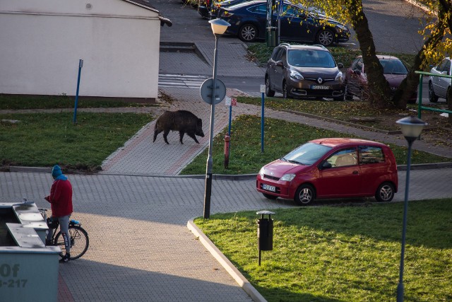 Dzik wpadł z wizytą na osiedle - lepiej jednak nie zapoznawać się z nim bliżej!