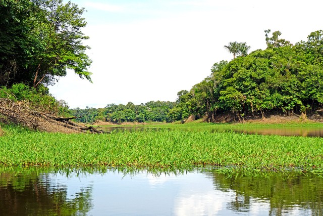 Amazońskie lasy tropikalne są coraz bardziej zagrożone przez rabunkową gospodarkę