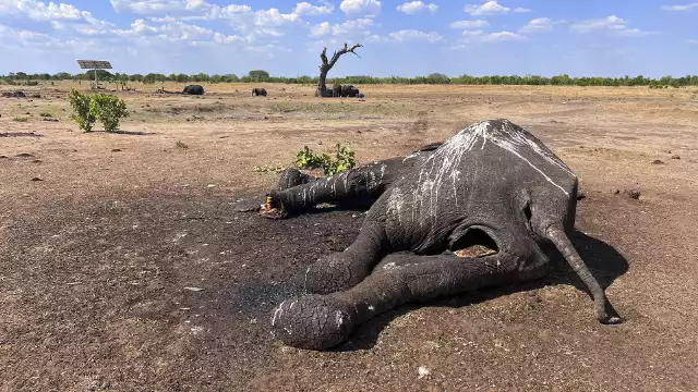 Słonie padają z powodu suszy w Parku Narodowym Hwange w Zimbabwe