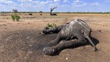 Słonie padają dziesiątkami w parku narodowym w Zimbabwe. Wszystko za sprawą przedłużającej się suszy i El Nino