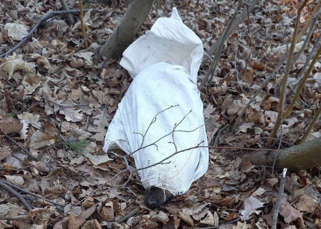 W Lesie Szczepanowskim znaleziono psa w zawiązanym worku, zwierzę próbowało się z niego wydostać