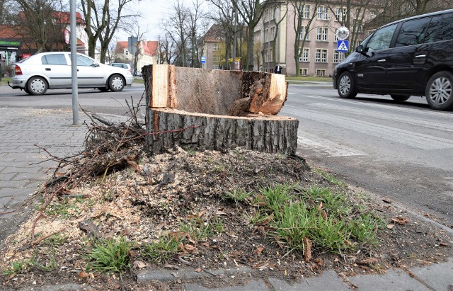 Wycinkę rozpoczęto na ul. Narutowicza