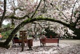 Tak pięknie jeszcze nie było! Arboretum w Kórniku rozkwitło i przyciąga tłumy turystów. Sprawdziliśmy, jak teraz wygląda! Oto zdjęcia